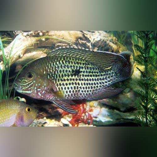 Green Terror Cichlid