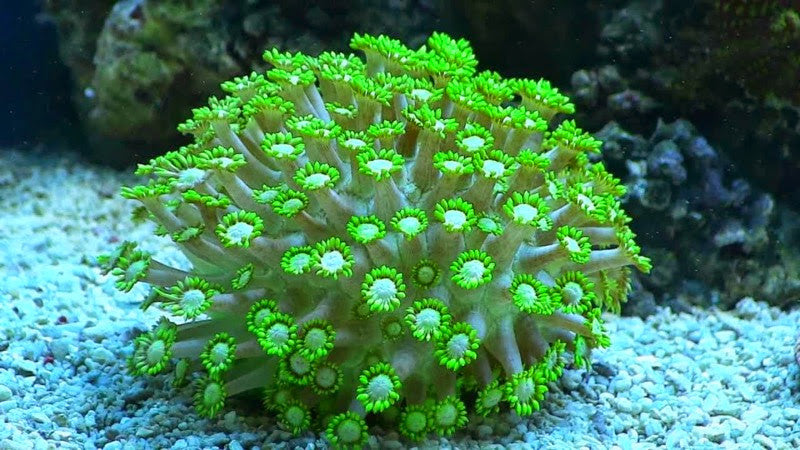 Metallic Green Flower Pot Coral