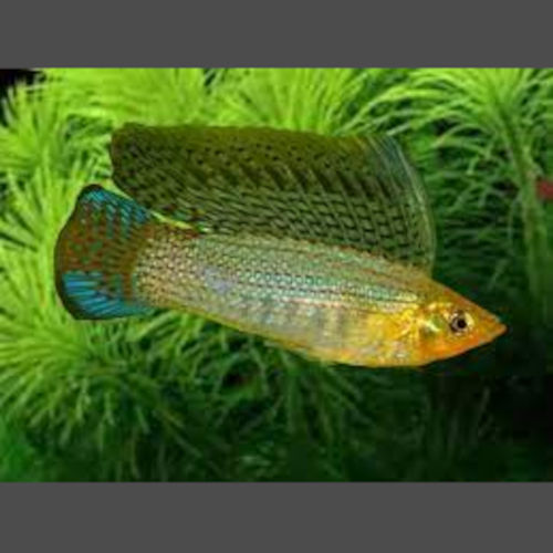 Green Sailfin Molly (Pair)