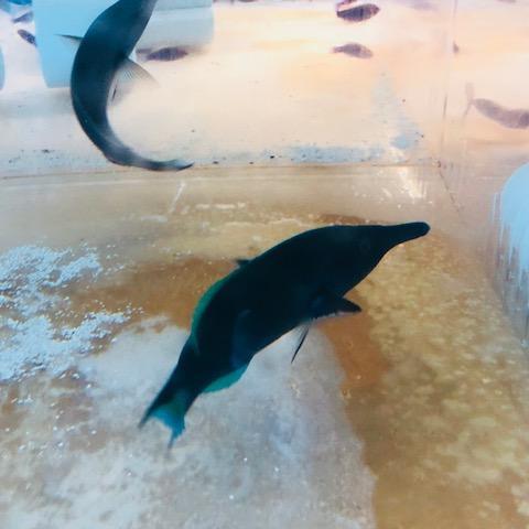 Green Birdmouth Wrasse