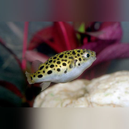 Green Spotted Puffer