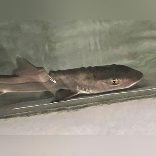 Grey Smooth Hound Shark