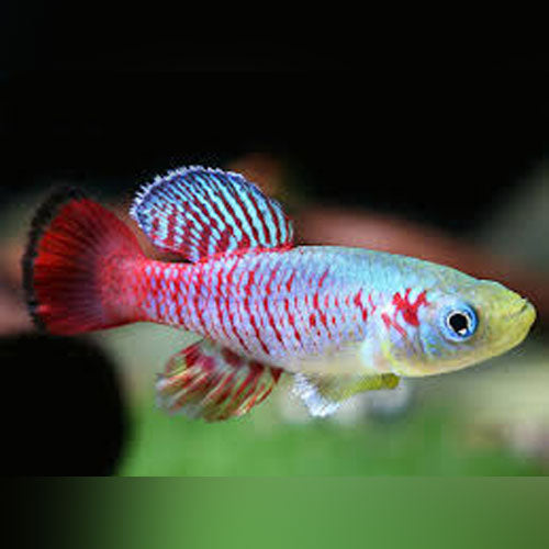 Guentheri Killifish (Pair)