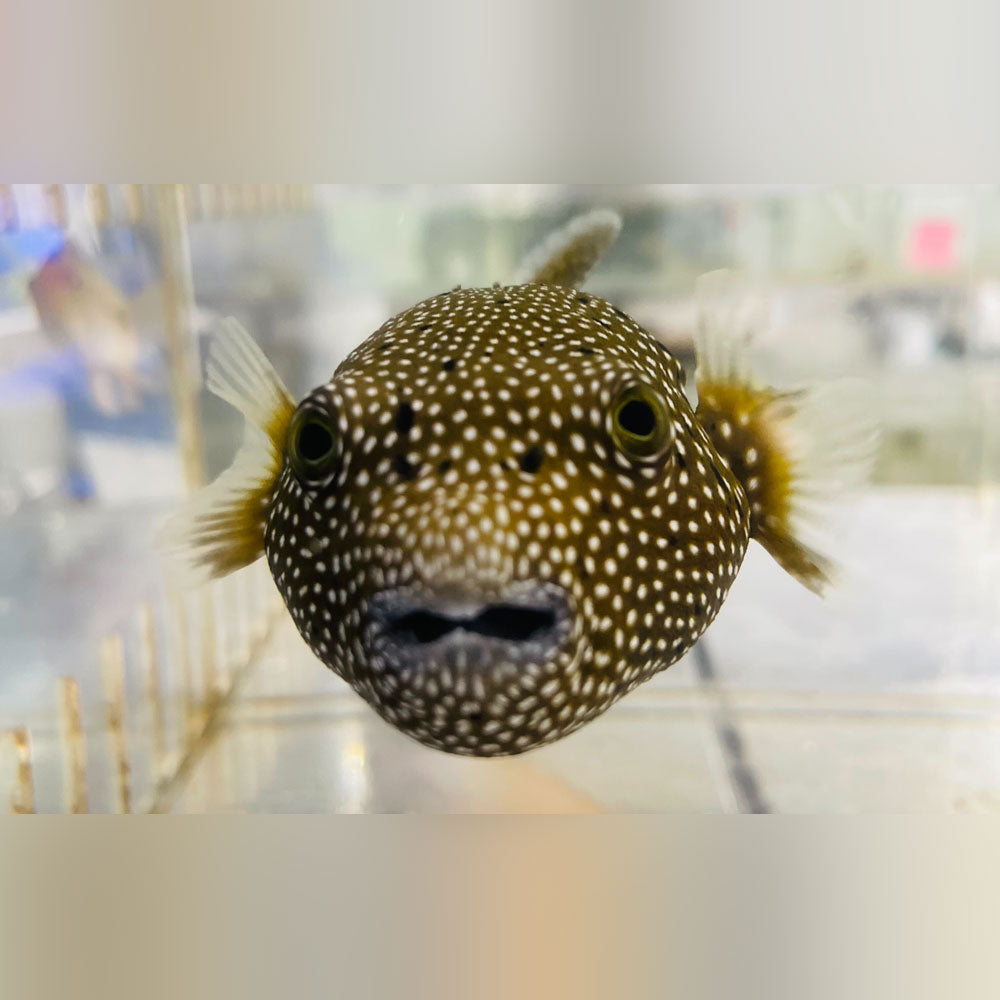 Guineafowl Puffer