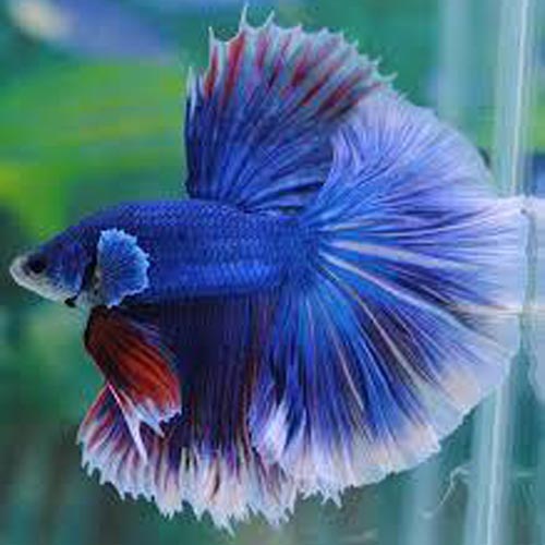 Halfmoon Butterfly Betta Male