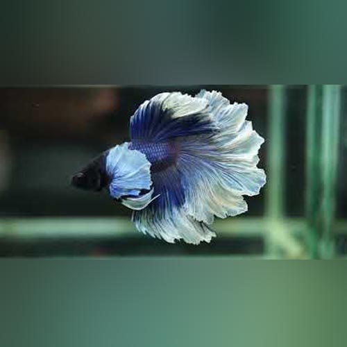 Halfmoon Rosetail Betta for sale – - Main Image