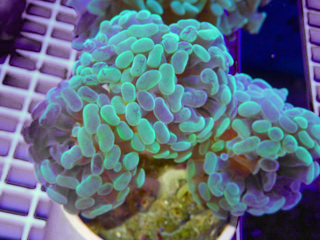 Hammer Branch Purple Tip Coral