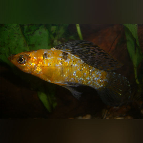 Harlequin Lyre Tail Molly