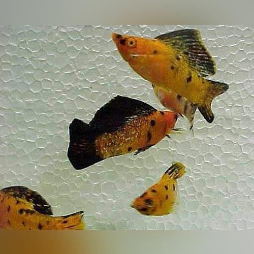 Harlequin Sailfin Molly