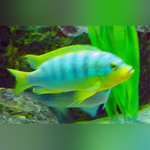 Ice Blue Cichlid