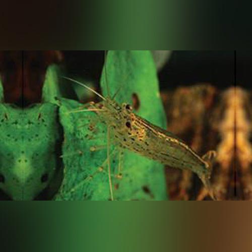 Amano Algae Eating Shrimp