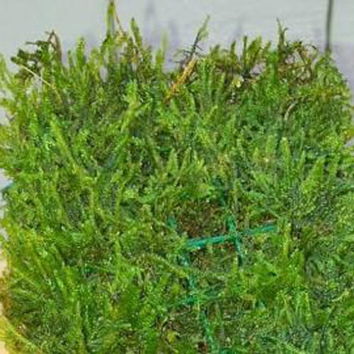 Java Moss