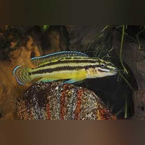 Julidochromis Regani