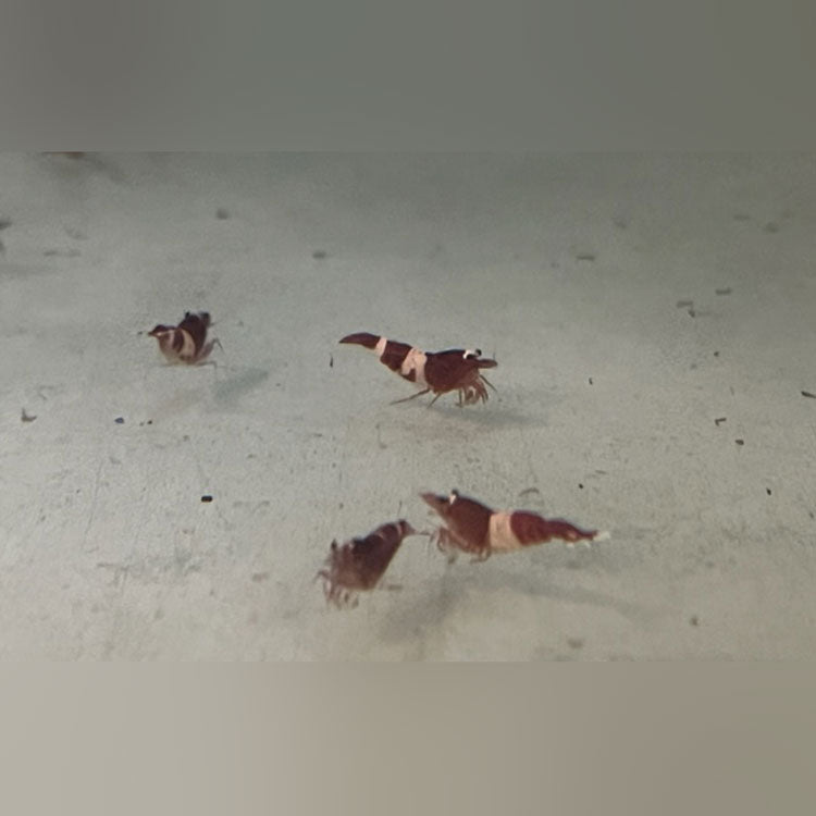 King Kong Shrimp RED Grade S
