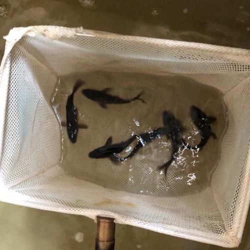 Lucky Black Koi