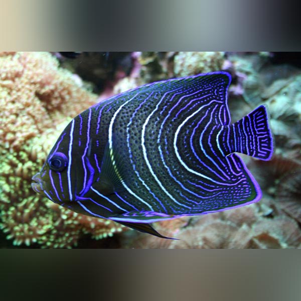 A Koran Angelfish with yellow-green body and blue-speckled patterns, displayed in front of a coral background.
