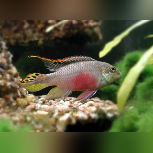 Kribensis Cichlid