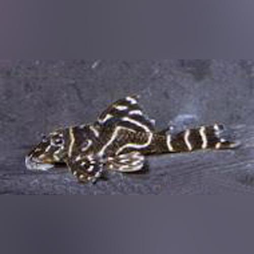 L-129 Colombian Zebra Pleco