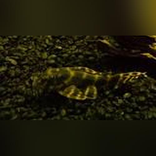 L-135 Candy Stripe Pleco