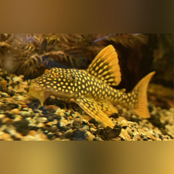 L-14 Goldie Pleco