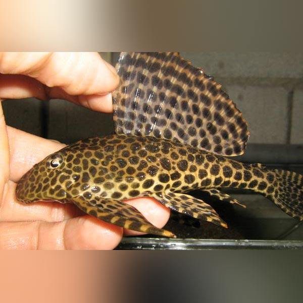L-001 Spotted Sailfin Pleco