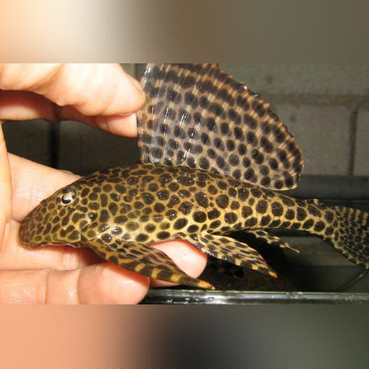 L-001 Spotted Sailfin Pleco