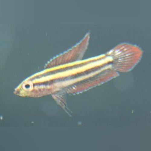 Licorice Gourami for sale