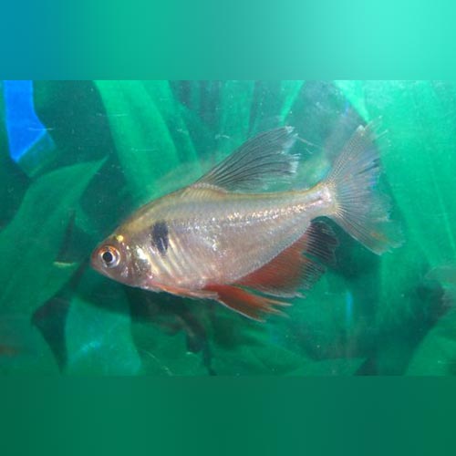 Long-fin Serpae Tetra