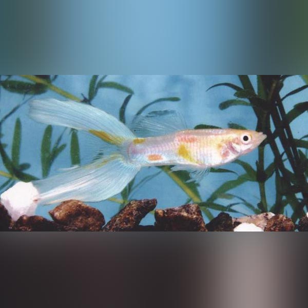 Blue Lyretail Guppy (Pair)