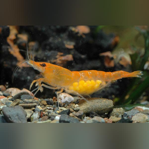 Mandarine Orange Shrimp