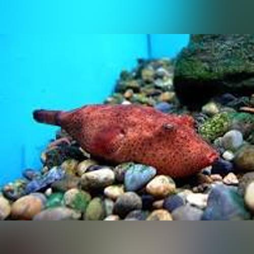 Miurus Puffer for sale