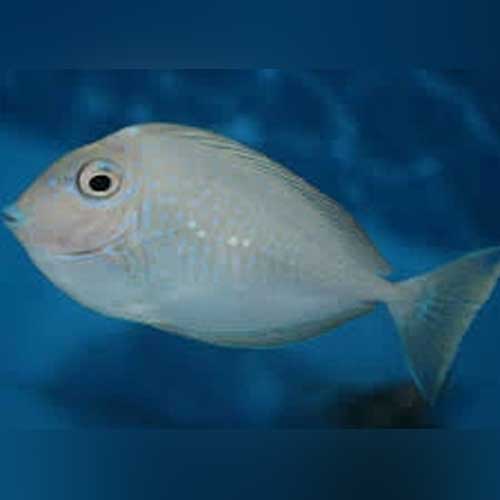 Naso Vlamingii Tang (Juvenile)