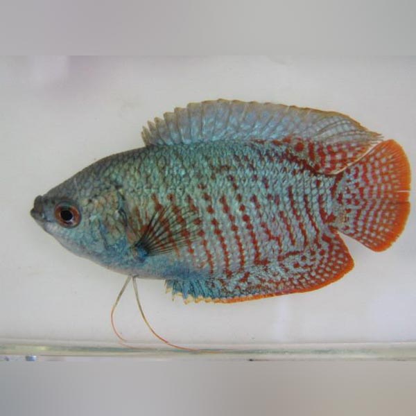 Neon Blue Dwarf Gourami