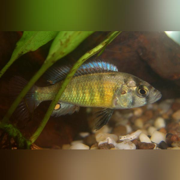 Nyererei Cichlid