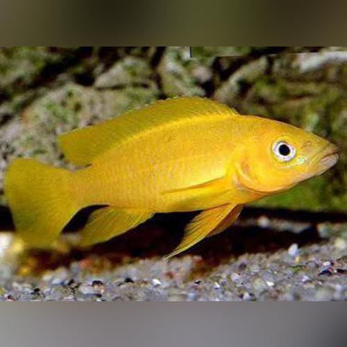 Orange Leleupi Cichlid