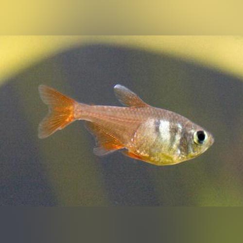 Orange Von Rio Tetra