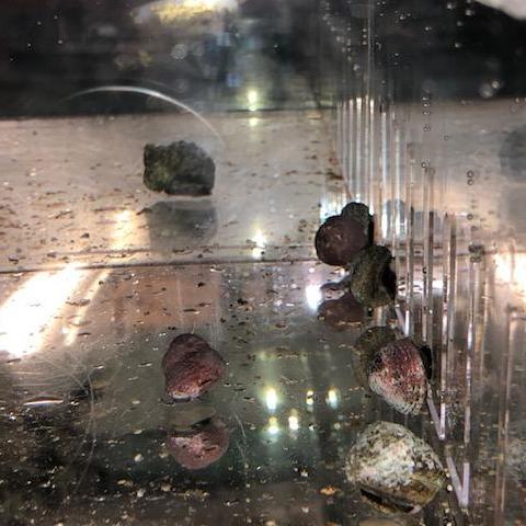 Pink Margarita Snail