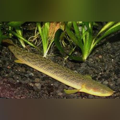 Palmas Bichir