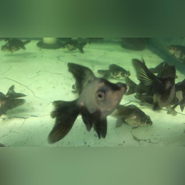 Panda Butterfly Goldfish