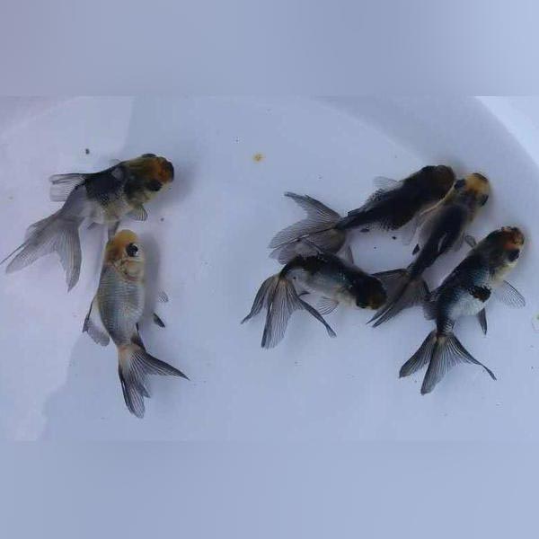Panda Oranda Goldfish