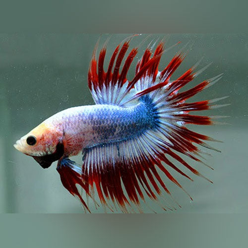 Patriot Crowntail Betta