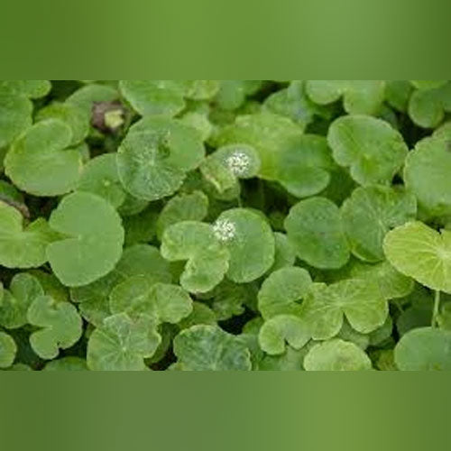 Pennywort