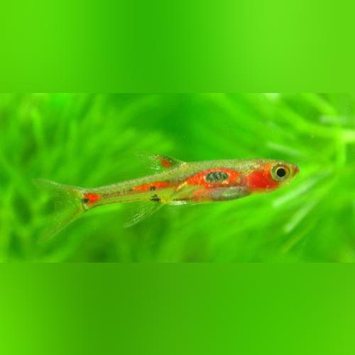 Phoenix Rasbora