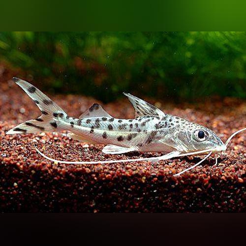 Pictus Catfish