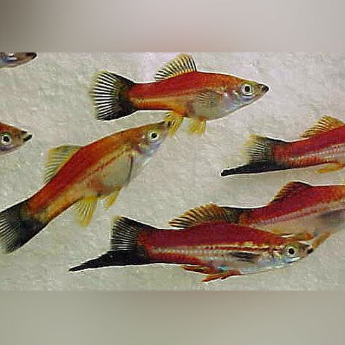 Pineapple Wag Swordtail