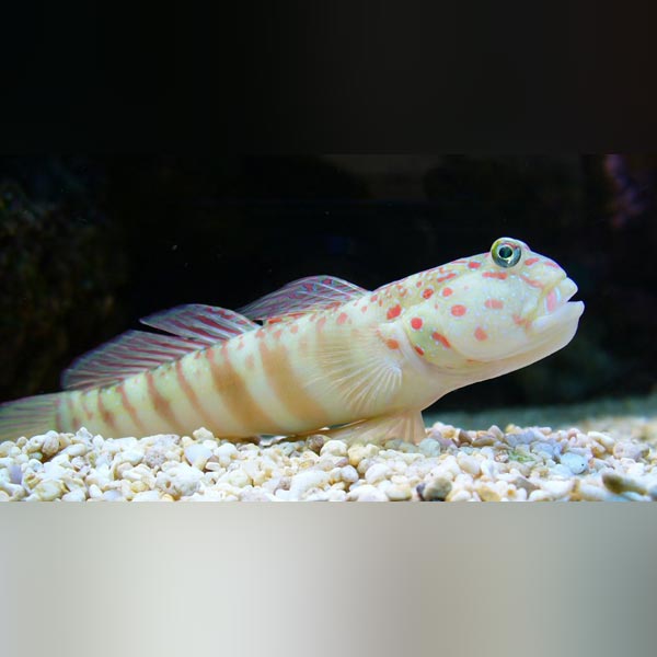 A Pink Spot Watchman Goby with pink spots on its body, swimming in a tank with a rocky bottom.