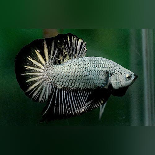Plakat Fighter Betta