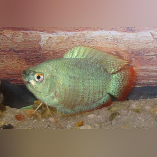 Powder Blue Dwarf Gourami