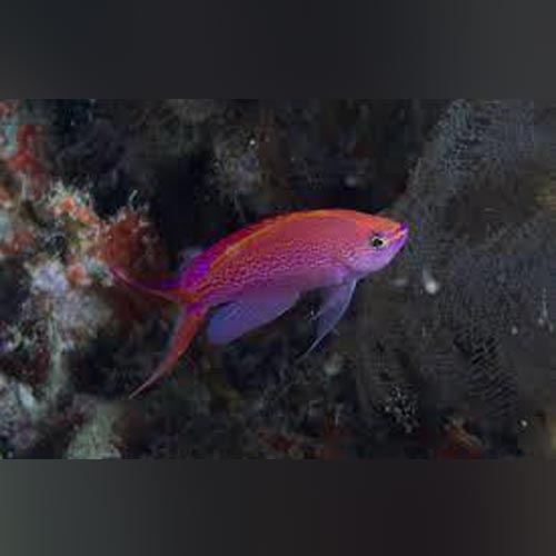 Princess Anthias