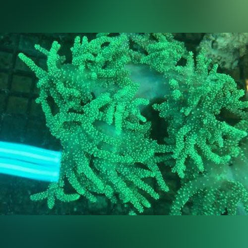 Rasta Leather Aussie Coral - AquariumFishSale.com